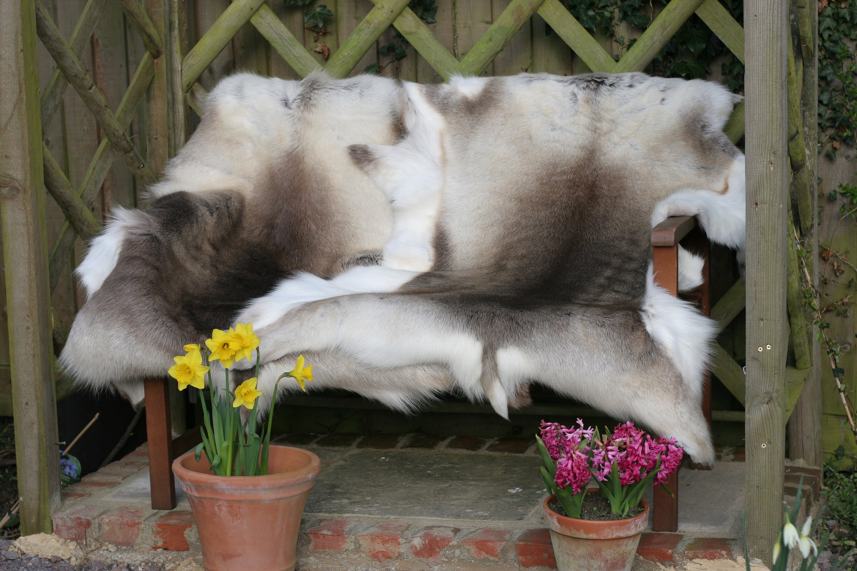 4.6 ft Scandinavian Reindeer rug hide 100 Natural Very Furry and Soft