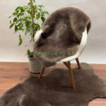 Brown Sheepskin rug fur 100% Natural made of English Sheep, Short fur trimming to 3 cm approximately ideal for chair & floor rug