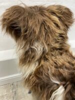 Natural Brown Icelandic Sheepskin rug fur 100% Natural, Long Fur, NATURAL BROWN COLOUR – NOT DYED - Image 4