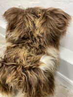 Natural Brown Icelandic Sheepskin rug fur 100% Natural, Long Fur, NATURAL BROWN COLOUR – NOT DYED - Image 5